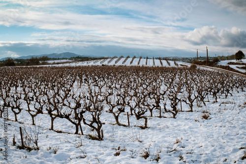 vignoble vignes   pieds de vigne hiver neige paysage ardeche fraîcheur lumière hivernale  repos 