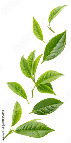 green leaves isolated on white background