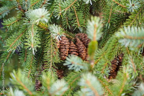 Fir tree branch with spruce cones. Beautiful green natural background. Selective focus 