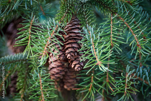 Fir tree branch with spruce cones. Beautiful green natural background. Selective focus 