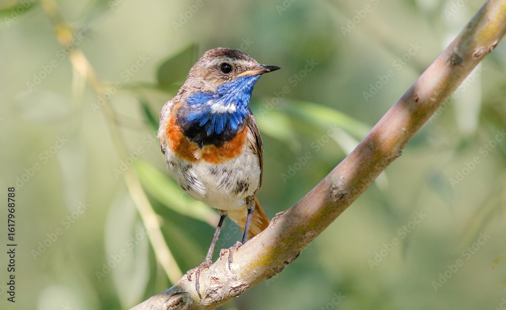 Fototapeta premium robin on a branch