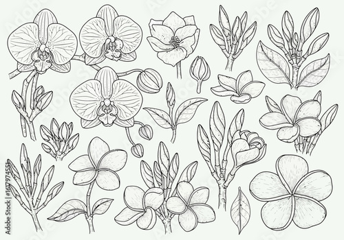 A collection of detailed line art illustrations featuring various tropical flowers, including orchids, plumeria, and magnolia, along with leaves and buds.