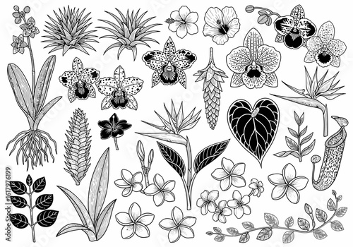 An illustration of various tropical flowers and plants, including orchids, plumeria, bromeliads, and pitcher plants, depicted in a detailed, black and white engraving style.