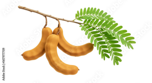 Tamarind fruit with leaves hanging on branch isolated on transparent background