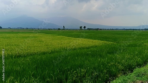 THE BEAUTY OF RICE FIELDS ON THE EDGE OF RAWA PENING