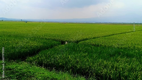 THE BEAUTY OF RICE FIELDS ON THE EDGE OF RAWA PENING