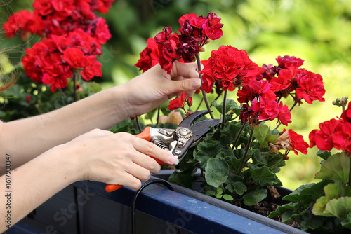 Pruning vibrant red geranium flowers in garden planter on balcony close up.
