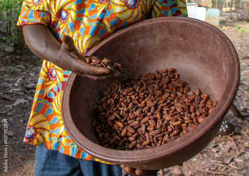 African man with dried cocoa beans, Région des Lacs, Yamoussoukro, Ivory Coast