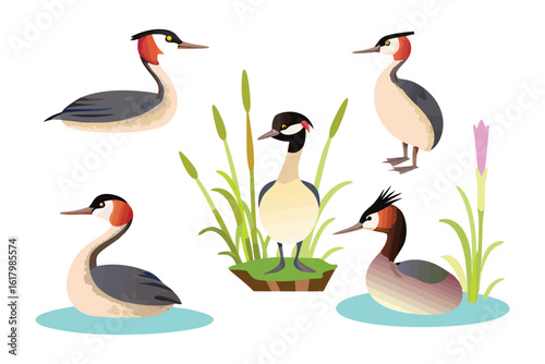 Great Crested Grebe Illustrations: Artistic illustrations showcasing the elegant beauty of great crested grebes in their natural habitat.