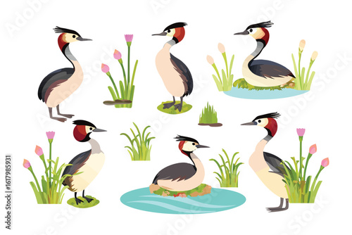 Great Crested Grebe Collection: An illustrated collection of Great Crested Grebes, capturing their elegance amidst vibrant aquatic settings, showcasing the beauty and biodiversity of nature. 