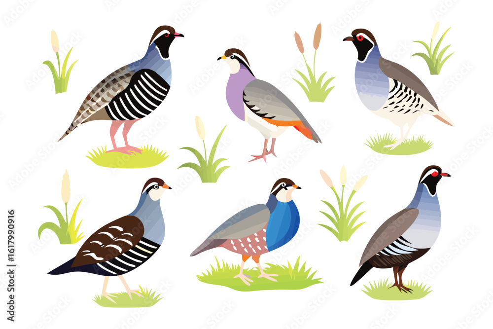 Fototapeta premium Exotic Partridges: A collection of unique partridges, meticulously depicted with vibrant hues, each bird showcases intricate feather patterns.