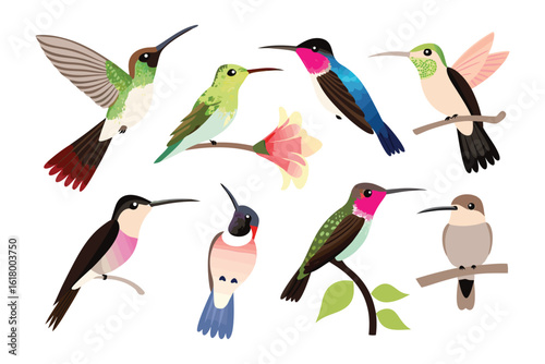 Hummingbird Variety: A vibrant collection of various hummingbirds, each showcasing its unique colors and patterns, are depicted in exquisite detail on a branch.