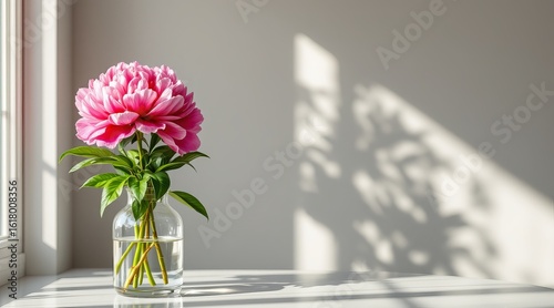 Fototapeta Naklejka Na Ścianę i Meble -  A pink peony in a glass vase sits on a table, illuminated by sunlight and casting shadows