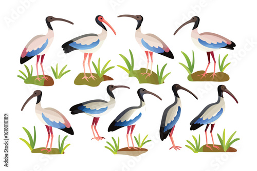 Elegant Ibis Array: A vibrant collection of elegant ibises is gracefully arranged among scattered foliage, showcasing their unique beauty and distinctive features.