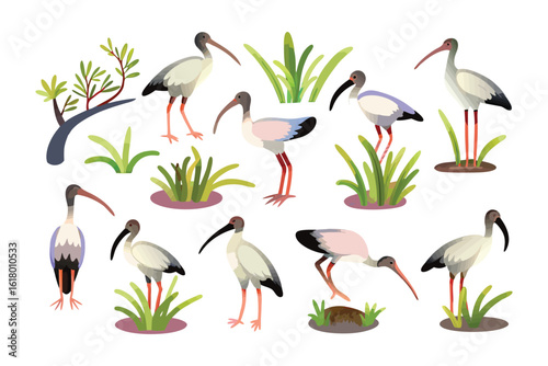 Ibis Birds in Lush Ecosystem: A collection of vibrant ibis birds, each in distinct poses, adds a touch of elegance. Surrounded by a verdant backdrop, they reflect harmony, life.