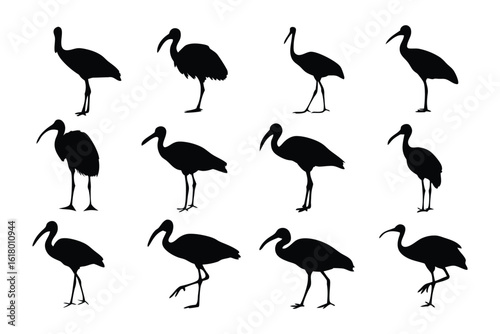Ibis Silhouette Collection: Capturing the minimalist elegance of the ibis, a curated set of silhouettes showcases the bird's graceful form in various poses, ideal for design and wildlife studies.