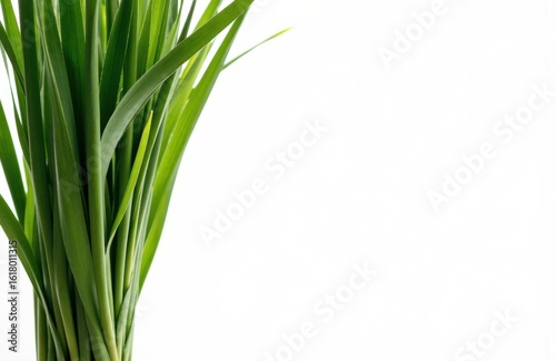 Fresh green grass blades with a clean white background creating a natural and vibrant scene