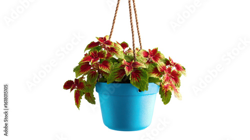 Vibrant hanging plant in a bright blue pot against a white isolated background.