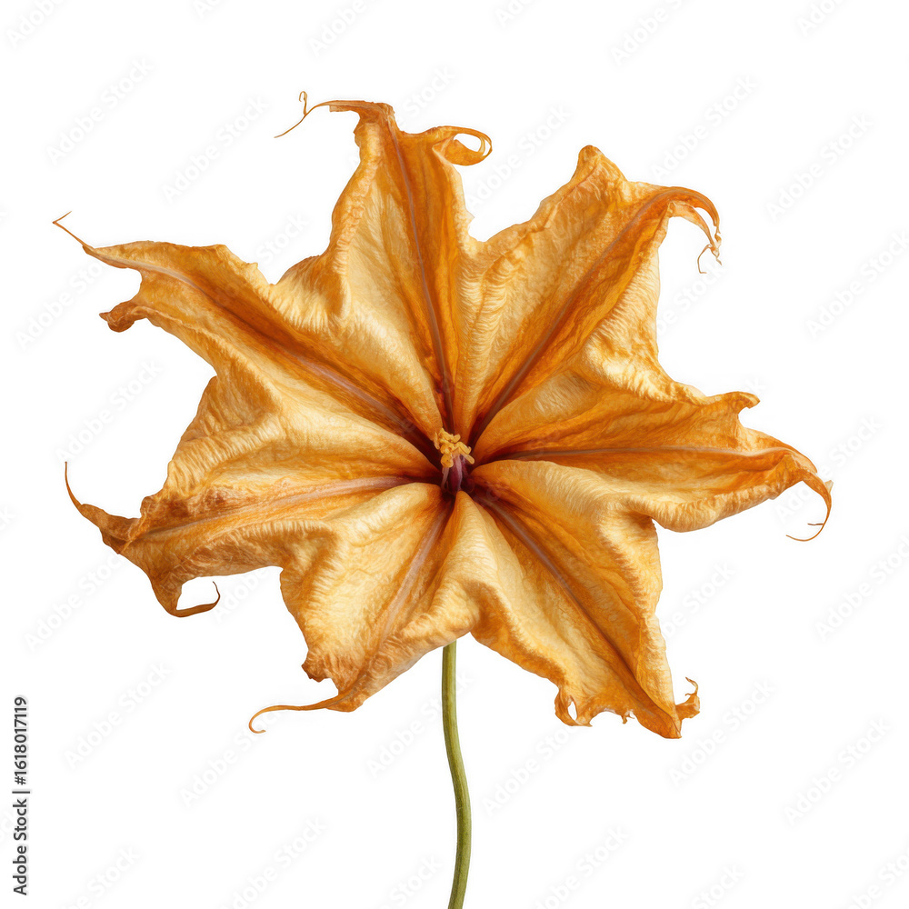 Fototapeta premium fried moonflower [Transparent Background PNG]