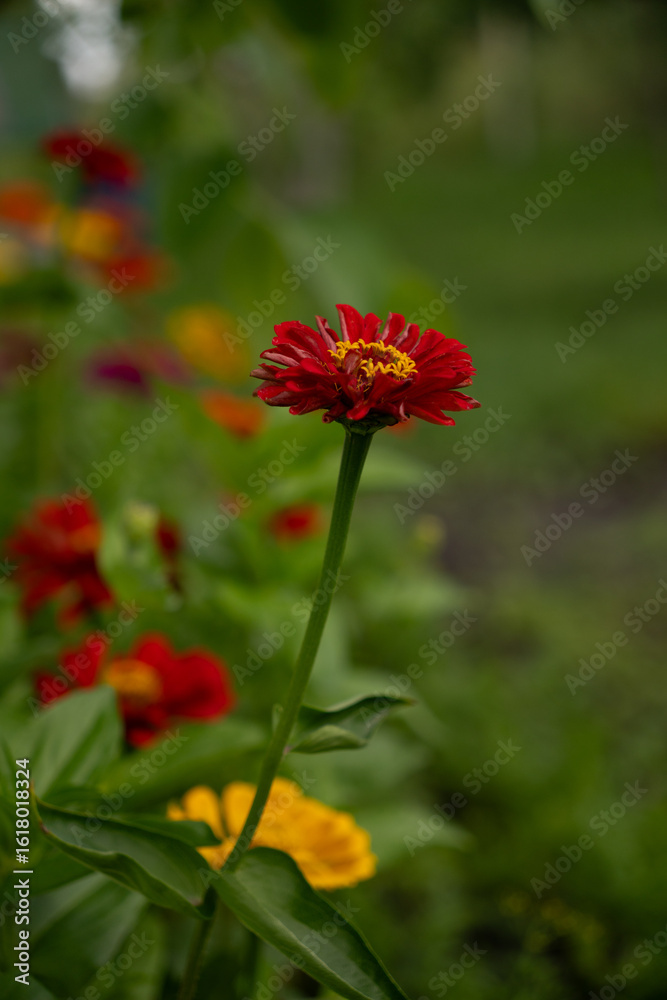 Red zinnia flower in summer garden Vertical Red zinnia flower in summer garden Vertical
