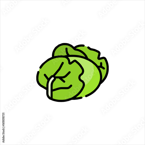 illustration of a green cabbage