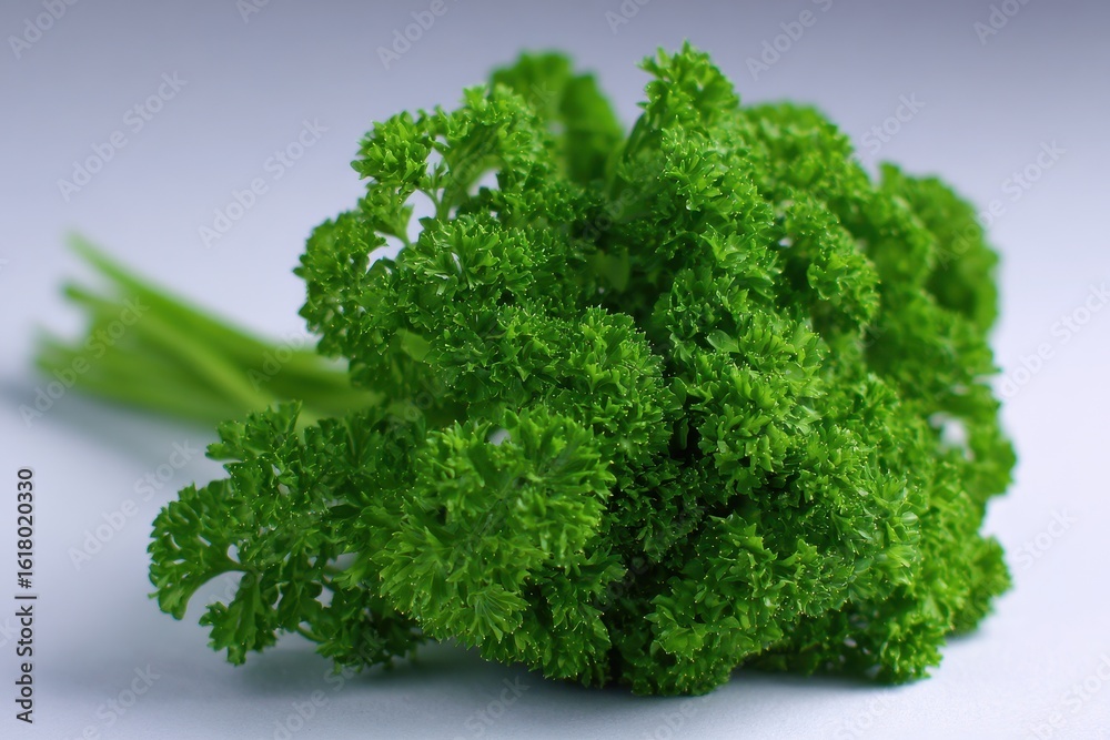 Fototapeta premium Parsley Curly. Fresh Green Herb with Curly Leaves and Bushy Appearance