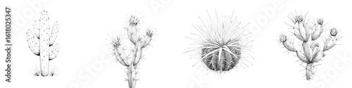 Cactus Collection: Black and White Pencil Drawing of Desert Plants