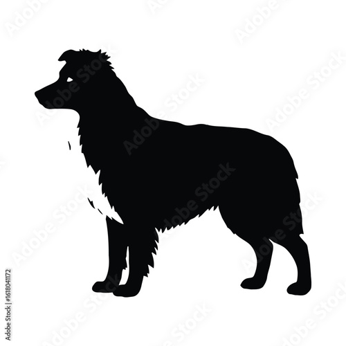 Black and white silhouette of a border collie standing animal