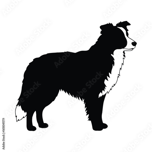Black and white silhouette of a border collie standing animal