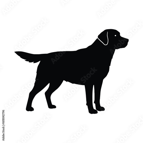 Black labrador dog silhouette animal