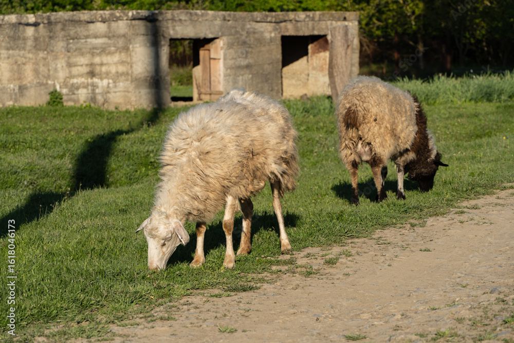 Obraz premium Two sheep are grazing on grassy area near dirt path. Behind them, there is stone structure with open entrances. Scene is set in rural environment with greenery and calm atmosphere.