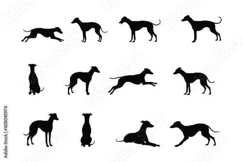 Various poses of black whippet dog silhouettes white