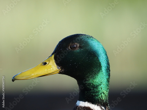 Profile of a mallard on a sunny day