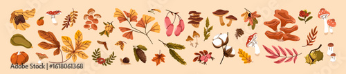 Set of autumn forest nature. Dry fallen leaves of different trees: maple, oak, rowan. Edible mushrooms, fall boletus. Faded foliage, pine cones, fungus, pumpkin. Flat isolated vector illustrations