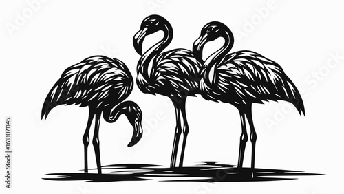 Three flamingos standing together in a monochrome illustration with detailed feather patterns shown well silhouette
