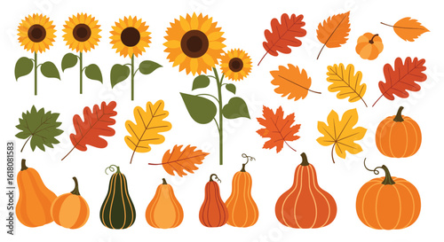 Beautiful autumn harvest elements with sunflowers and pumpkins