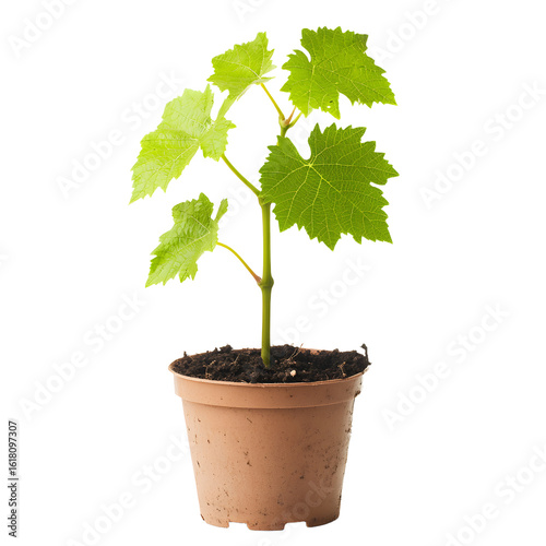 Young Grapevine Plant in Pot Isolated on White Background for Home Decor and Gardening Concepts