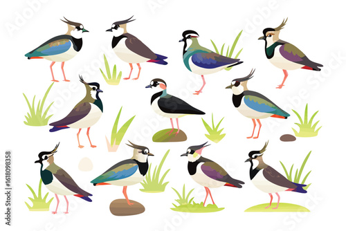 Lapwing Birds Collection: A captivating illustration showcases an array of Lapwing birds amidst an eye-catching depiction of nature, illustrating their unique feather patterns and vibrant colors. 