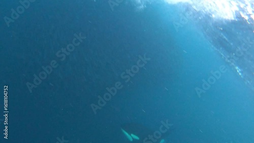 A large male orca dives into a school of herring during a hunt in the wild Arctic waters of Tromsø, Norway. Captured with underwater videography, showcasing raw predator behavior in nature.