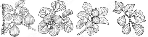 The branch of a fig fruit is depicted in a line sketch style drawing, which is a hand drawn modern illustration