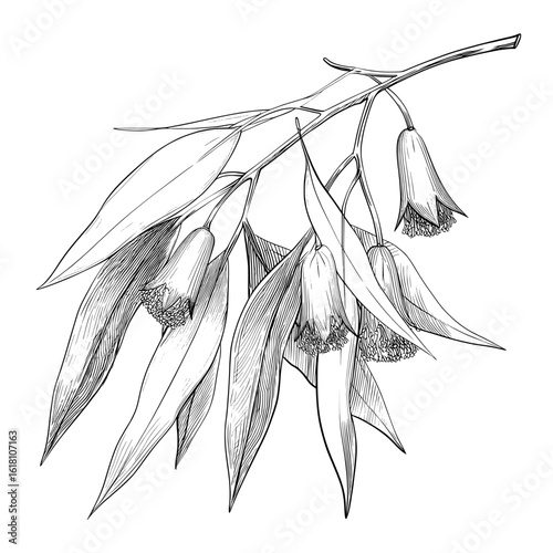 A contemporary collection of manually illustrated eucalyptus in black and white hues