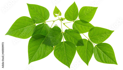 Isolated Fresh Green Bean Leaves on Transparent Background


