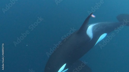 A large male orca dives into a school of herring during a hunt in the wild Arctic waters of Tromsø, Norway. Captured with underwater videography, showcasing raw predator behavior in nature.
