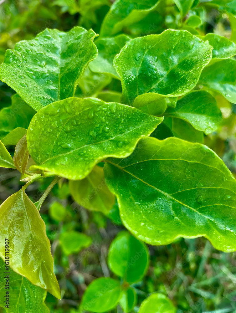 Fresh Green Leaves with Water Droplets Close-Up Fresh Green Leaves with Water Droplets Close-Up