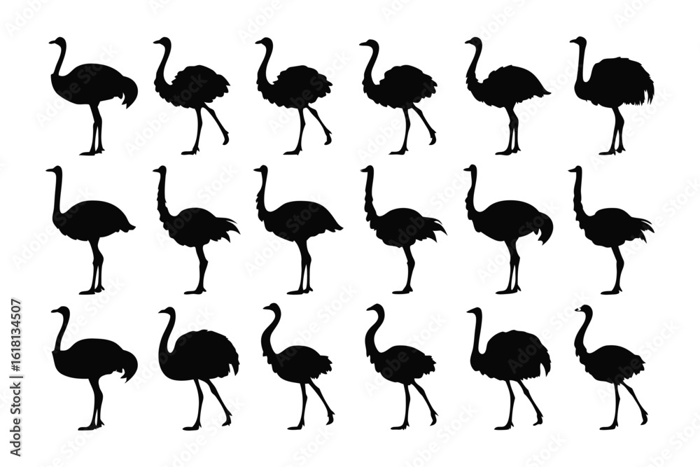 Obraz premium Ostrich Silhouettes in Row: A graphic depiction of a group of ostriches. The animals are side facing and show case their characteristics in a clean and simple manner.