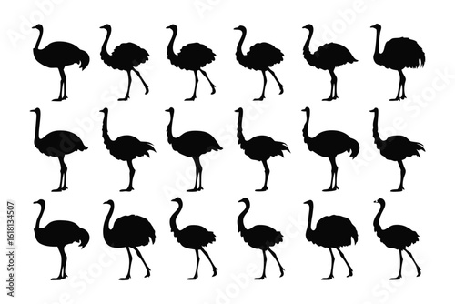 Ostrich Silhouettes in Row: A graphic depiction of a group of ostriches. The animals are side facing and show case their characteristics in a clean and simple manner.
