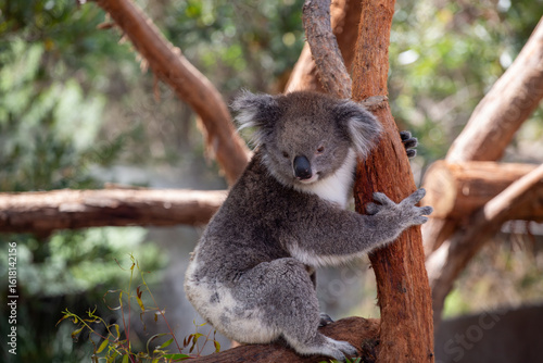 Photography Koala, Australia