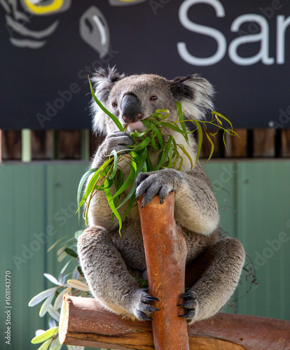 Photography Koala, Australia