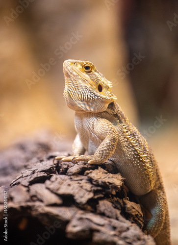 Bearded dragon, Australia