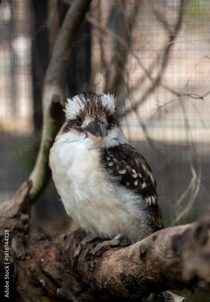 Fototapeta premium Kookaburra, Australia